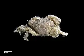 Pilumnus rufopunctatus