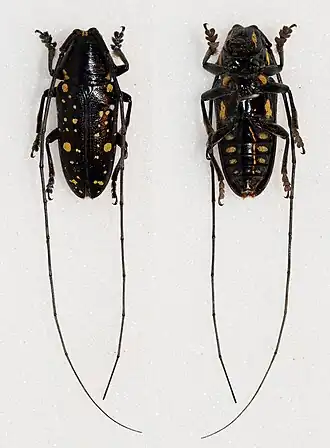 Pinacosterna mechowi