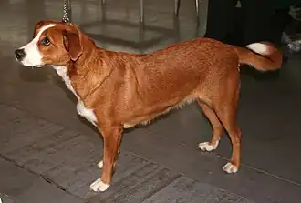 Oostenrijkse pinscher