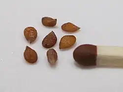 Zaden (bij luciferkop)