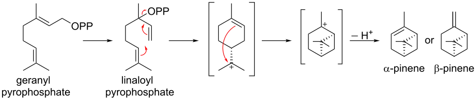 Biosynthese van pineen uit geranylpyrofosfaat