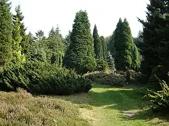 Pinetum