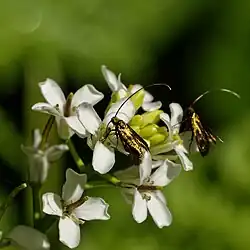 Pinksterbloemlangsprietmotten in Zutphen