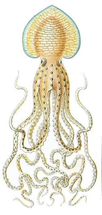 Pinnoctopus cordiformis