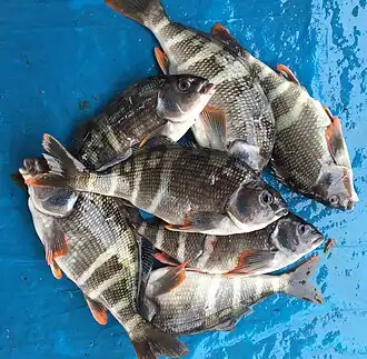 Cheilodactylus variegatus