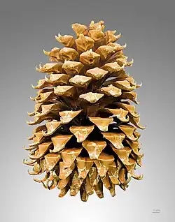 Kegelvrucht van Pinus coulteri