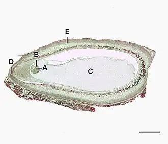 Pinus zaadknop overlangse doorsnede (0,6 mm) A=eicel, B=archegonium, C=gametofyt, D=micropyle, E=integument
