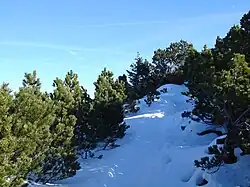 Habitus van bergden.