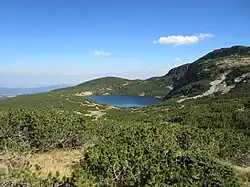 Uitgestrekt naaldstruweel gedomineerd door bergden in Bulgarije.