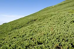 Naaldstruweel gedomineerd door Siberische dwergden