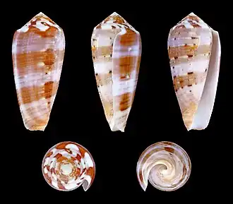 Conus circumcisus