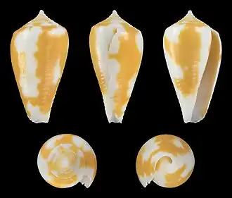 Conus fischoederi