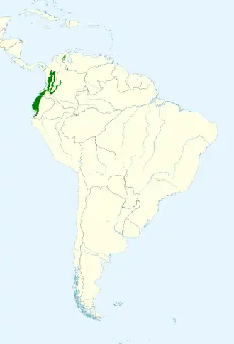 Bronsvleugelmargrietje