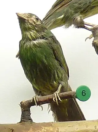 Goudbuikcotinga