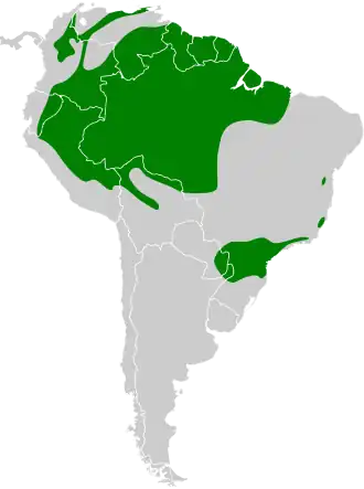 Streepvleugelmanakin