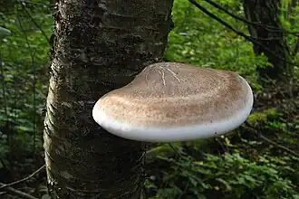 Piptoporus