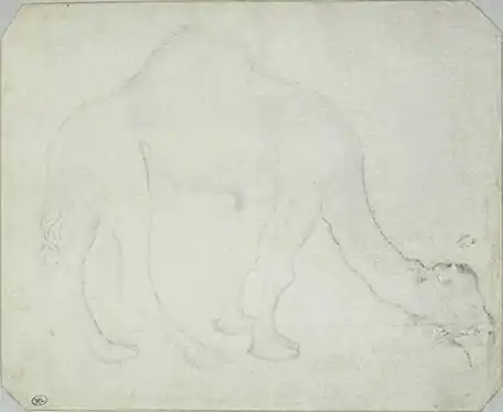 Kameel, inv. 2400, pen en zilverstift op perkament, 15,5&nbsp;×&nbsp;18,7