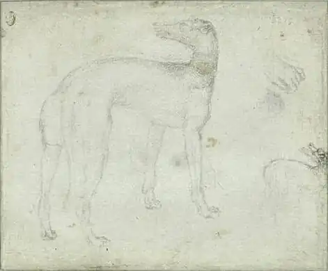 Windhond, inv. 2429v, ca. 1433-1436, potlood op papier, 18,3&nbsp;×&nbsp;21,9