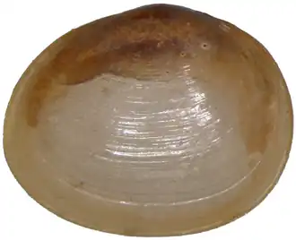 Sphaeriumvormige erwtenmossel