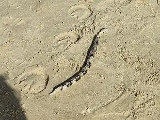 Pisodonophis semicinctus