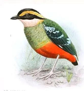 Groenborstpitta