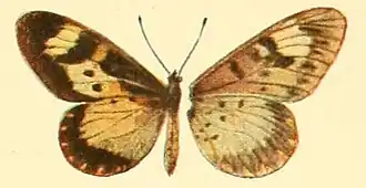 Telchinia acerata