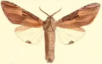 Calliteara strigata