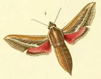 Basiothia charis