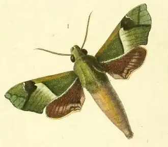 Angonyx testacea