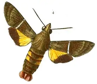 Macroglossum hirundo