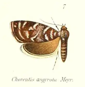 Choreutis argyrota