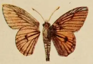 Abantis rubra