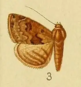 Eublemma nigrivitta
