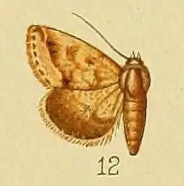 Eublemma apicata