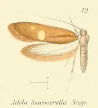 Cauchas leucocerella