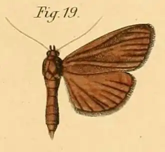 Phostria fumarialis