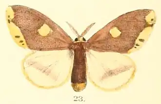 Euproctis quadrangularis
