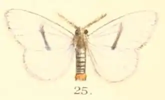 Euproctis semivitta