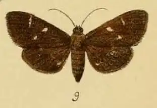 Syllepte leonalis