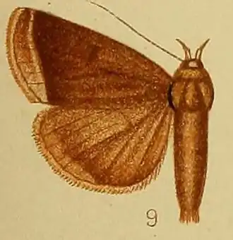 Simplicia pachycera