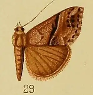 Hypena tetrasticta
