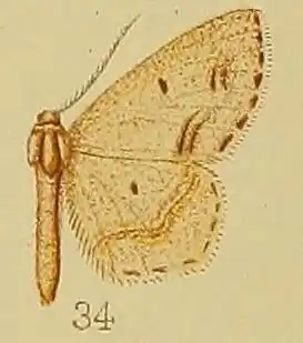 Scopula natalica
