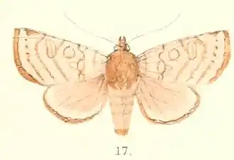 Hermonassa sinuata
