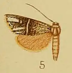 Charltona chrysopasta