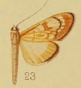 Chalcidoptera thermographa