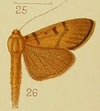 Syllepte glebalis