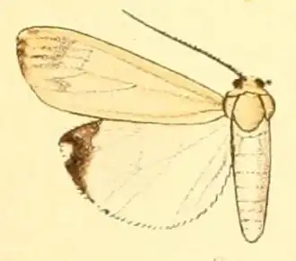 Utetheisa lactea