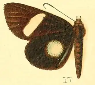 Rothia micropales