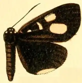 Rothia rhaeo
