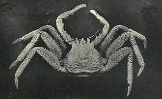 Placetron wosnessenskii